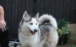 Siberian Husky dogs for sale: Siberian husky puppies  - Image 1
