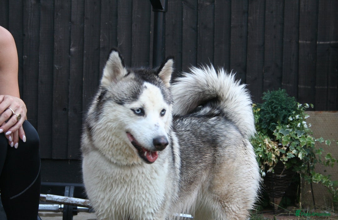 Siberian Husky dogs for sale: Siberian husky puppies  - Image 1