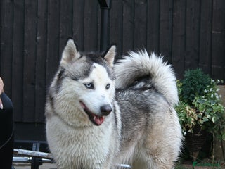 Siberian Husky dogs - Advert 11