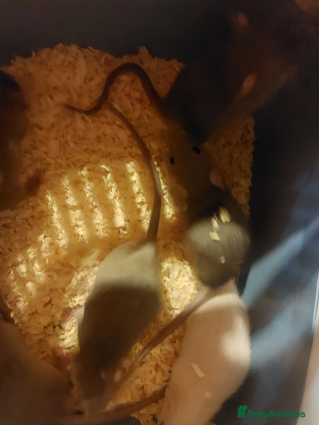 Rat rodents for sale: Standard Fancy Rats - Advert 7