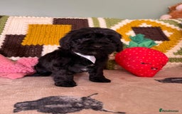 Cavapoo dogs for sale: stunning Cavapoos  - Image 6