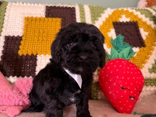 Cavapoo dogs - Advert 24