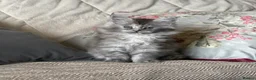 Maine Coon cats for sale: Beautiful Maine Coon Kittens in Eye - Advert 3