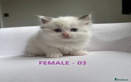 Ragdoll cats for sale: GCCF Ragdoll Kittens – Loving Homes 💕 - Image 7
