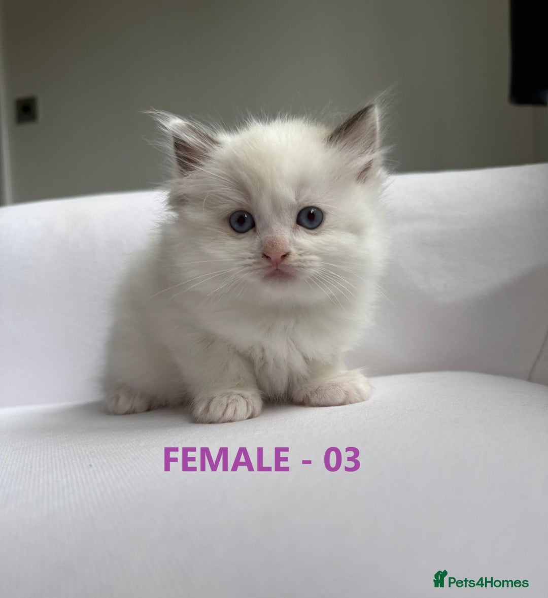 Ragdoll cats for sale: GCCF Ragdoll Kittens – Loving Homes 💕 - Image 7