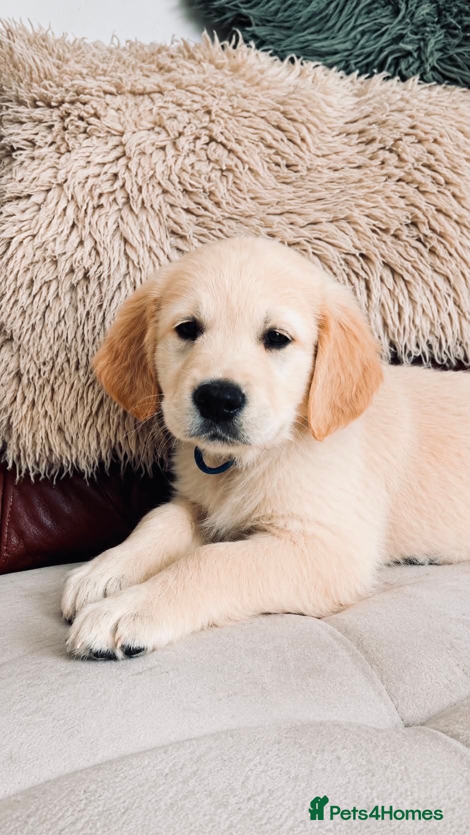 Golden Retriever dogs Exceptional Golden Retriever Puppies 🐾 - Advert 1