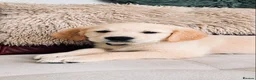 Golden Retriever dogs for sale: Exceptional Golden Retriever Puppies 🐾 - Advert 1