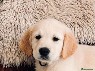 Golden Retriever dogs for sale: Exceptional Golden Retriever Puppies 🐾 - Advert 1