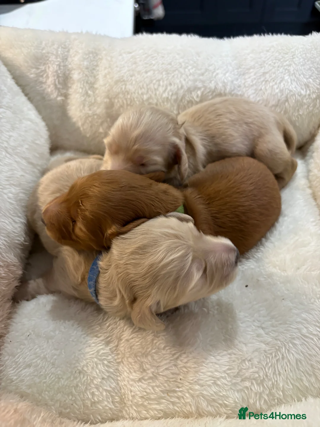 Miniature Dachshund dogs for sale: 3 delicious long hair miniature dachshund  - Advert 2
