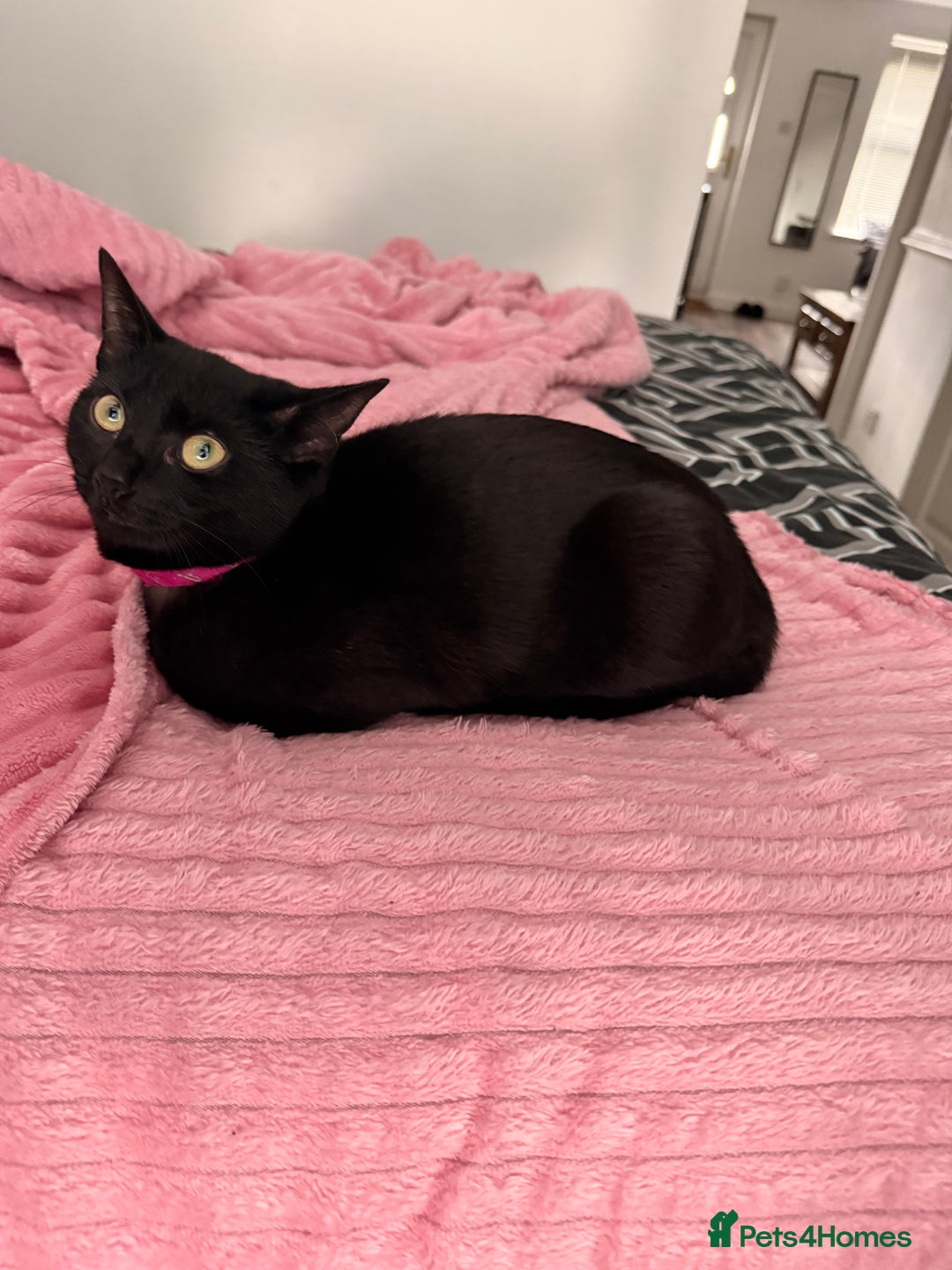 Mixed Breed cats for sale: Two female kittens for sale- black and calico  - Advert 10