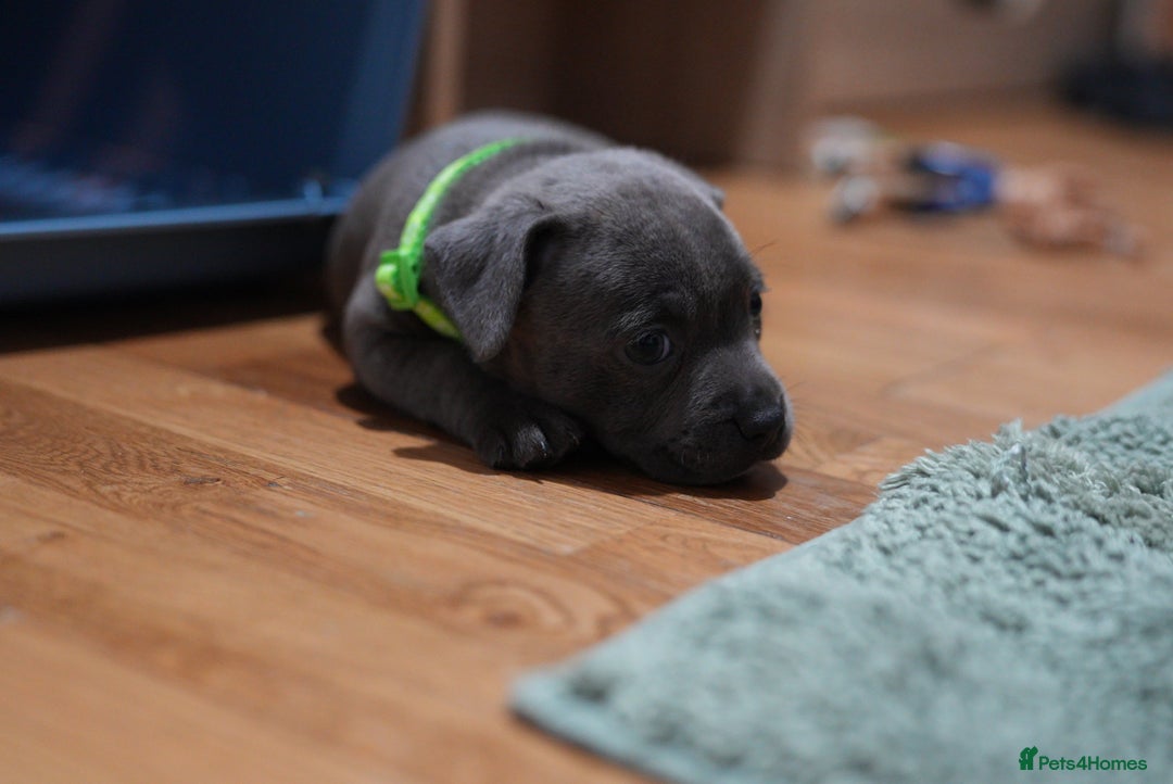 Staffordshire Bull Terrier dogs for sale: Ready now! Stunning Staffy Puppies 🐶 - Advert 15
