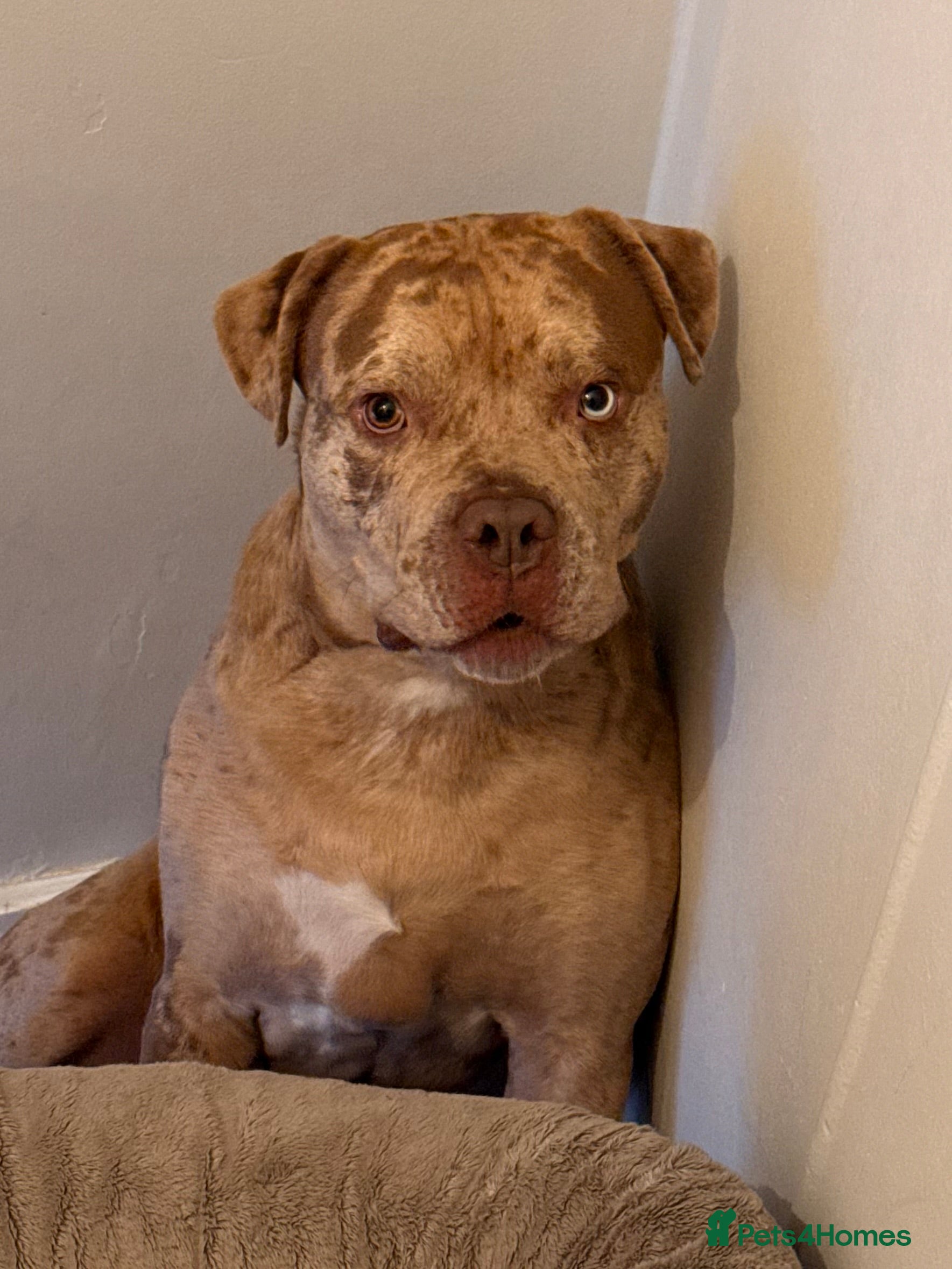 Mixed Breed dogs American Bully 4 Years Rehome  - Advert 2