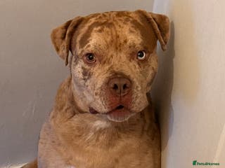 Mixed Breed dogs American Bully 4 Years Rehome - Advert 2
