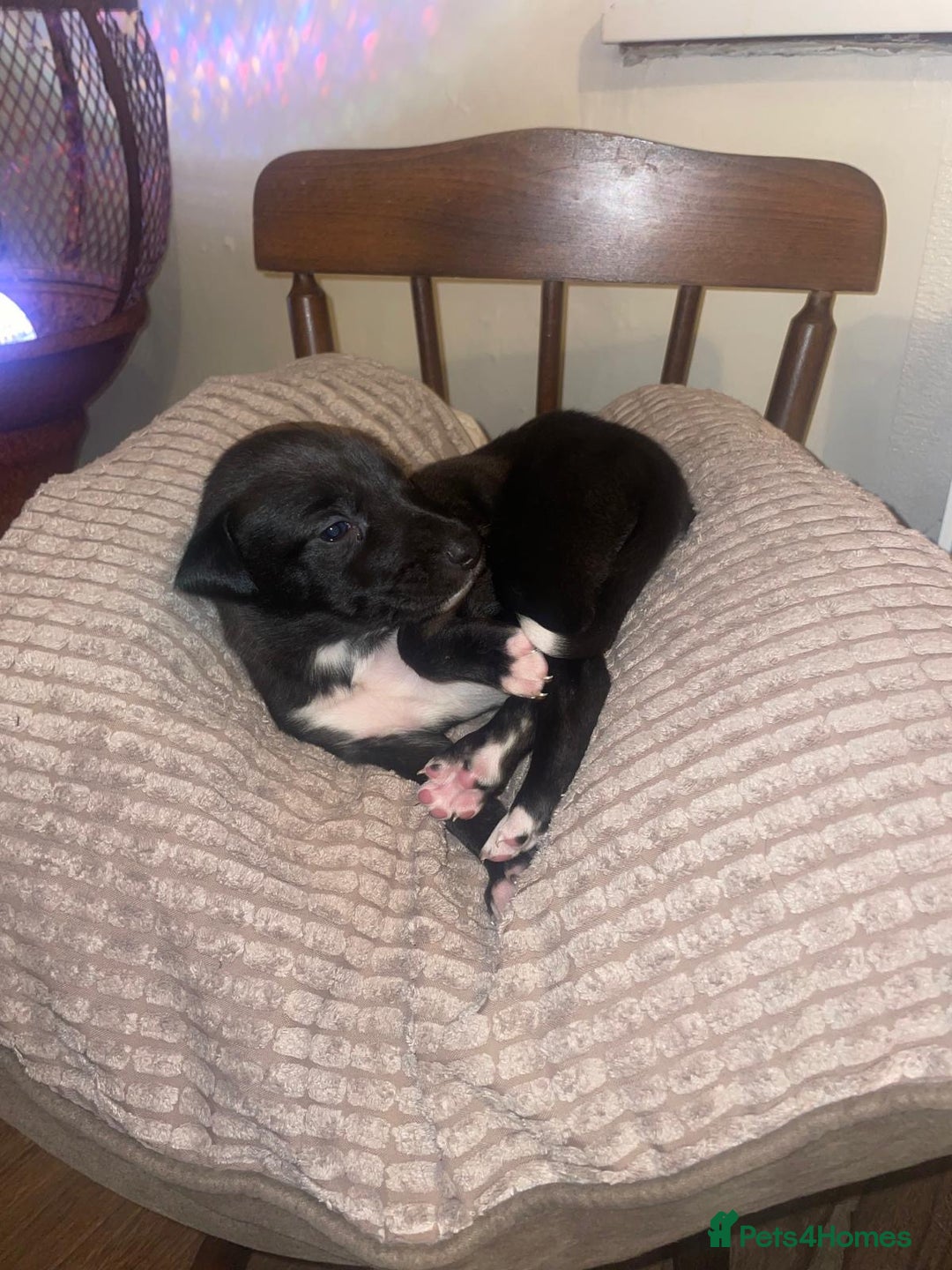 Lurcher dogs for sale: Lurcher pups  - Advert 3