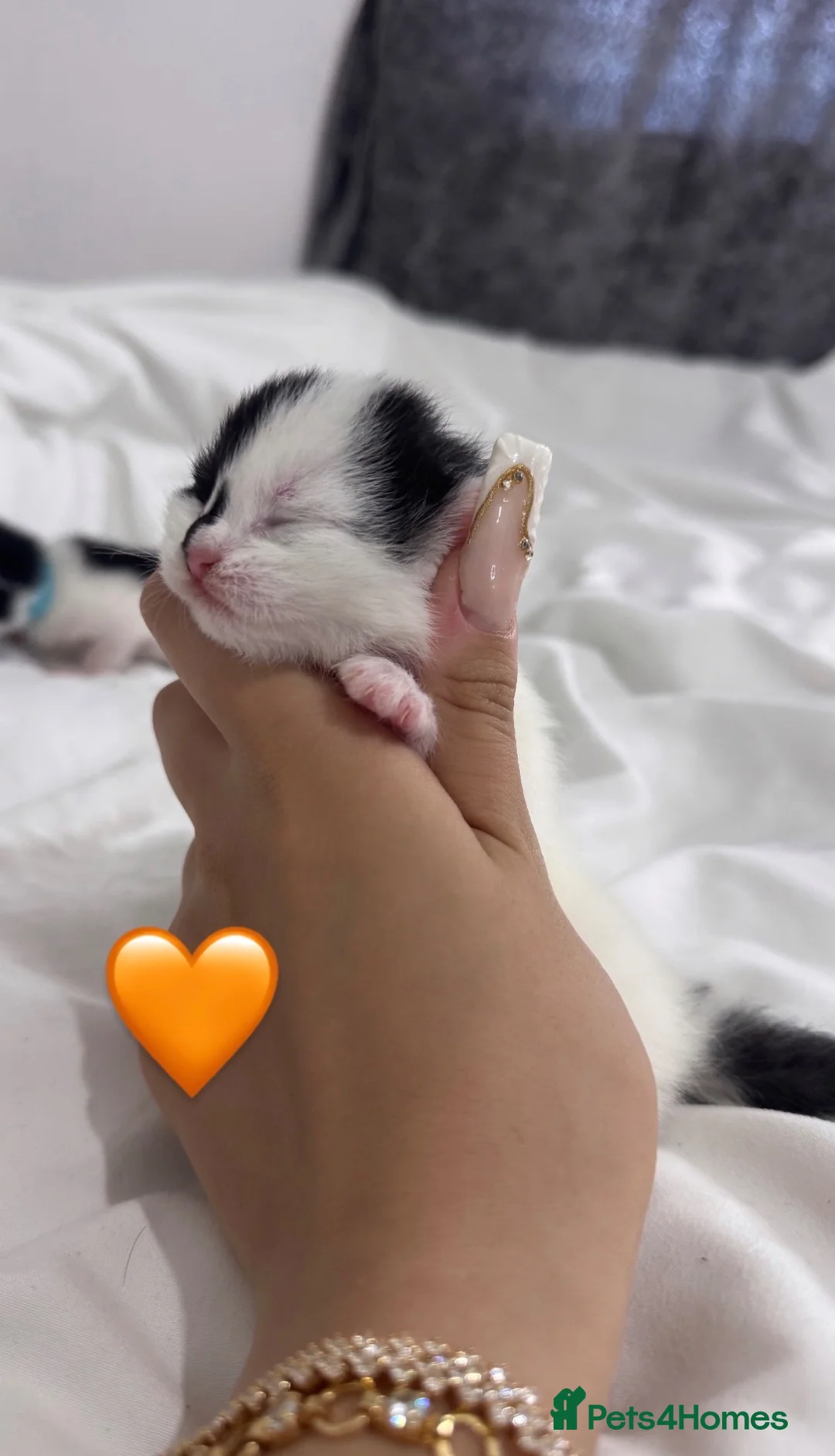 Mixed Breed cats for sale: 4 Gorgeous Boys Looking for Their Forever Homes! - Advert 2