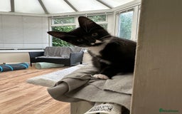 Maine Coon cats for sale: Black and white fluffy felix and coco - Image 7