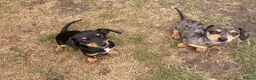 Chiweenie dogs for sale: Gorgeous Chiweenie puppies for sale - Advert 6