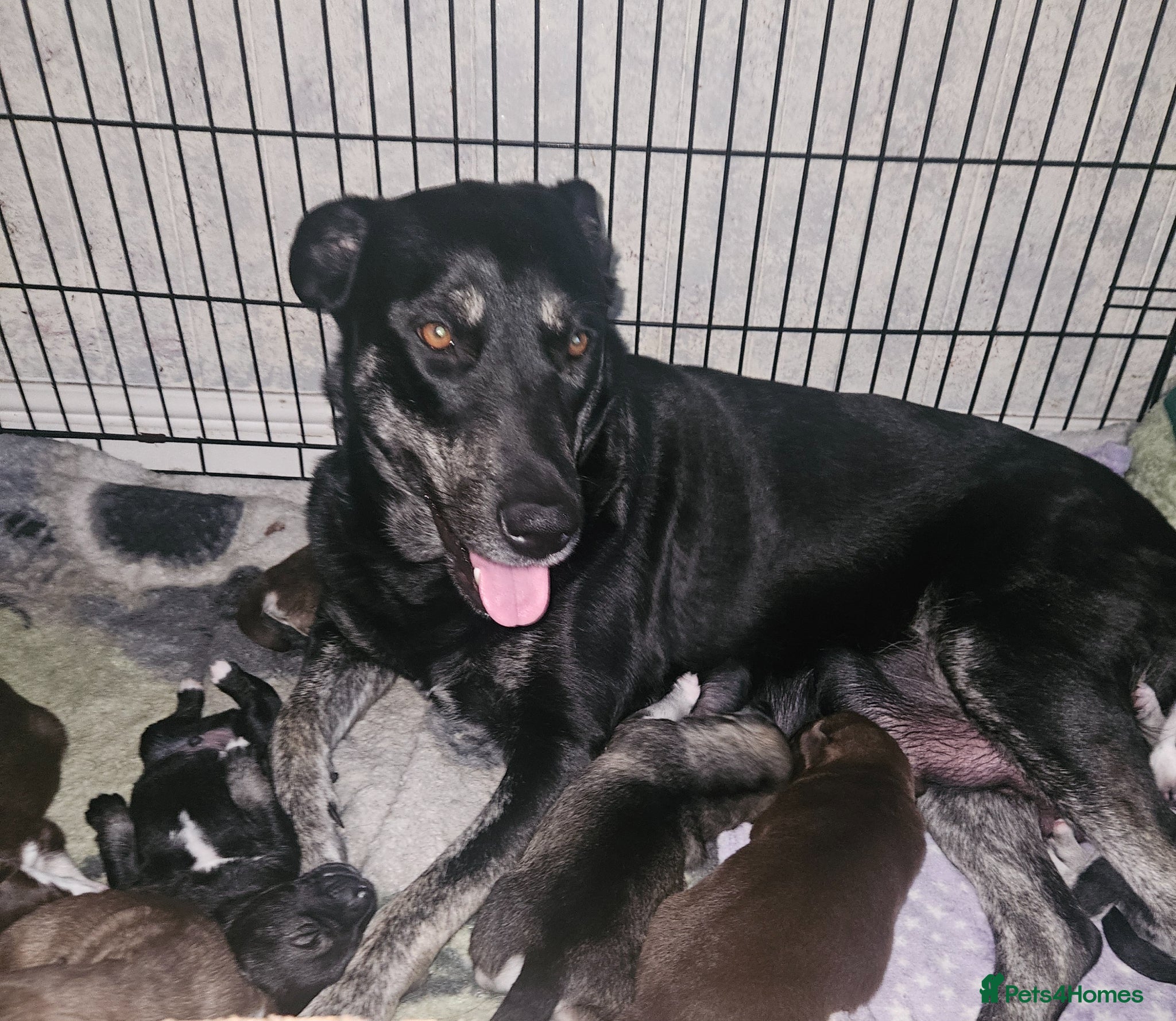 Mixed Breed dogs Puppy - Advert 1