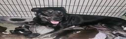 Mixed Breed dogs for sale: Puppy in Southampton - Advert 1