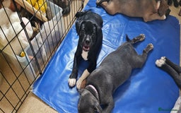 Staffordshire Bull Terrier dogs for sale: Staffordshire bull terrier puppies. - Image 16