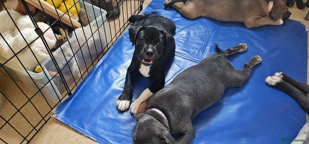 Staffordshire Bull Terrier dogs for sale: Staffordshire bull terrier puppies. - Image 16