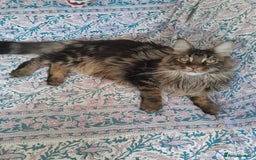 Maine Coon cats for sale: brown classic tabby girl TICA maine coon - Advert 2