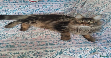 Maine Coon cats brown classic tabby girl TICA maine coon - Advert 6