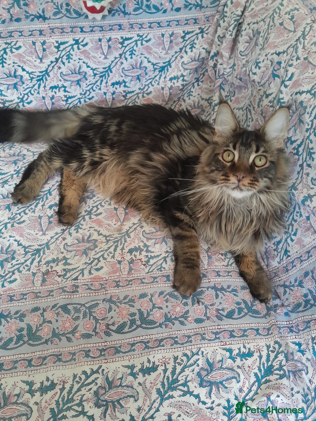 Maine Coon cats for sale: brown classic tabby girl TICA maine coon - Advert 2