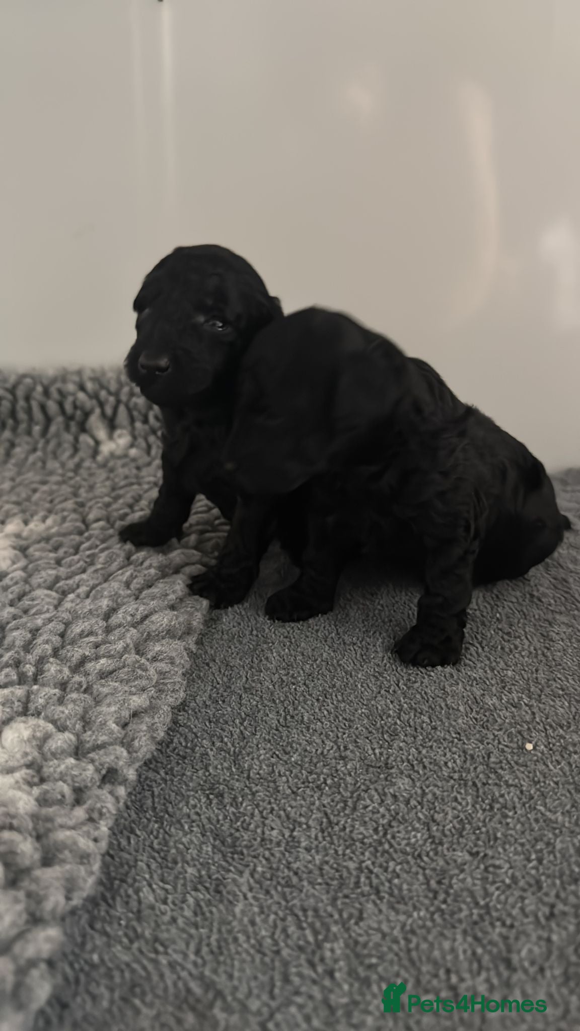 Toy Poodle dogs KC Toy poodles - Advert 4