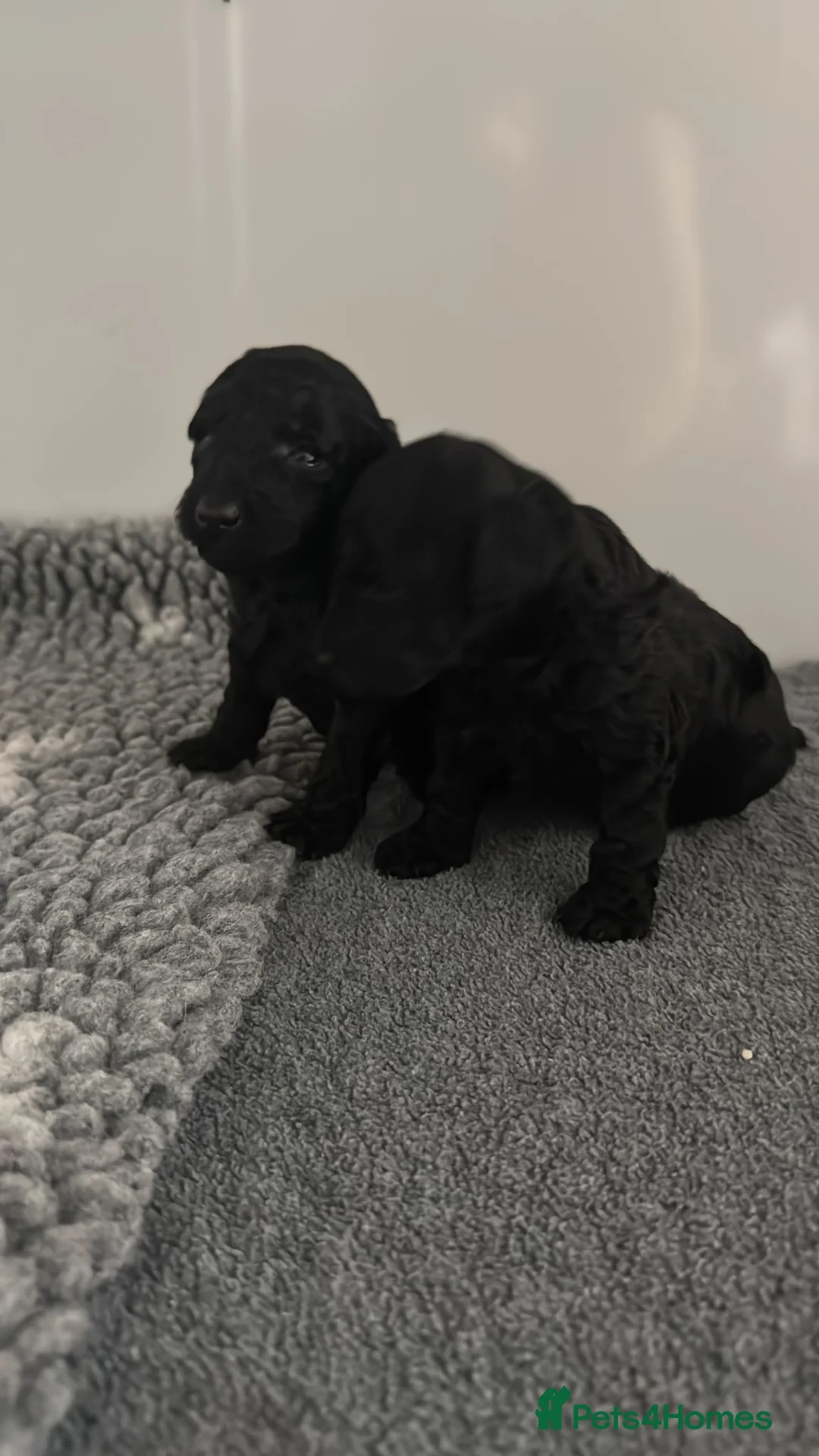 Toy Poodle dogs for sale: KC Toy poodles - Advert 1