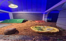 Tortoise reptiles for sale: Horsfield tortoise Shelby 7 weeks old - Image 4