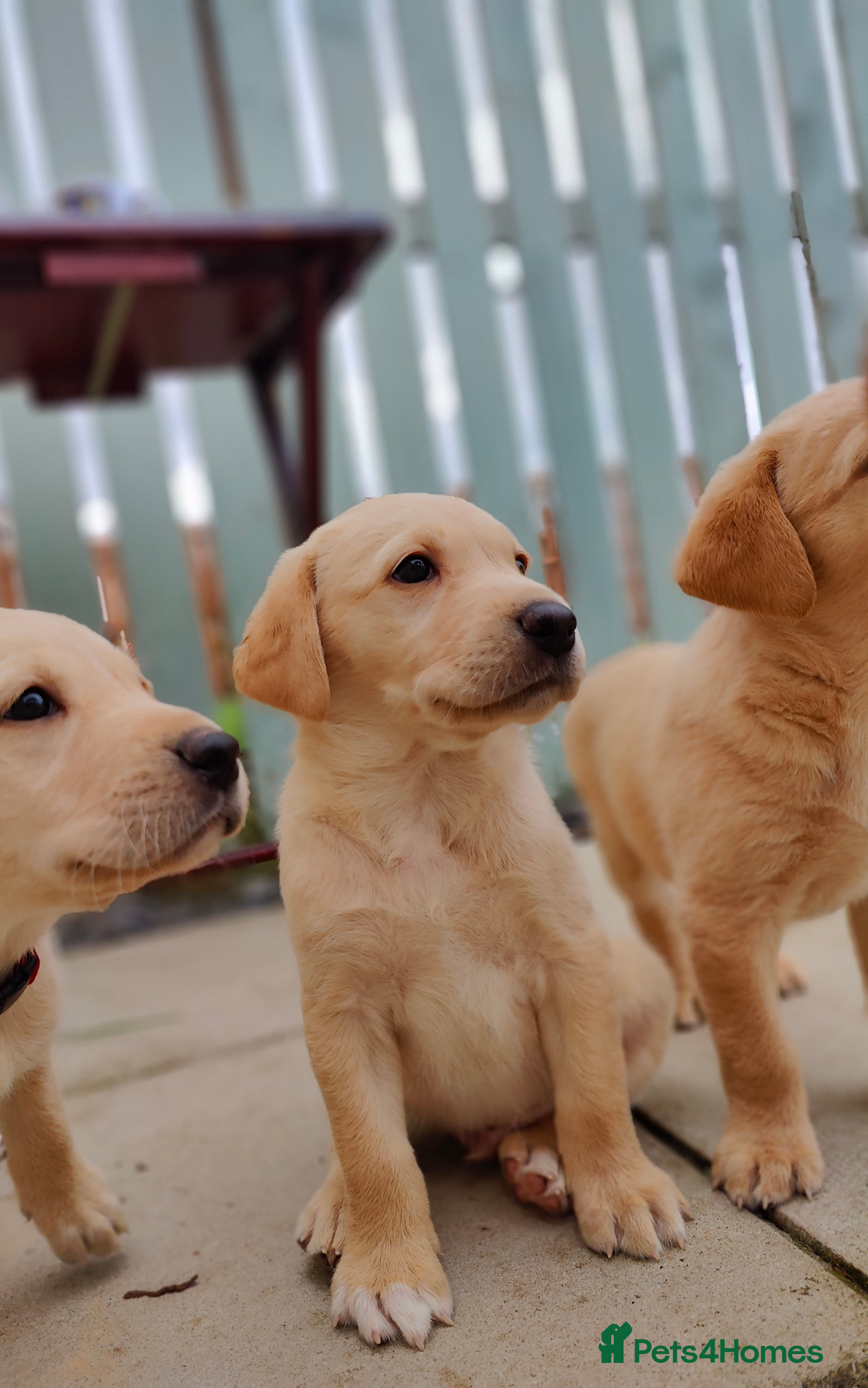 Labrador Retriever dogs Stunning, Well Bred Yellow Labrador Pups - Advert 2