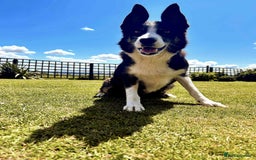 Border Collie dogs for sale: Border Collies  - Image 5