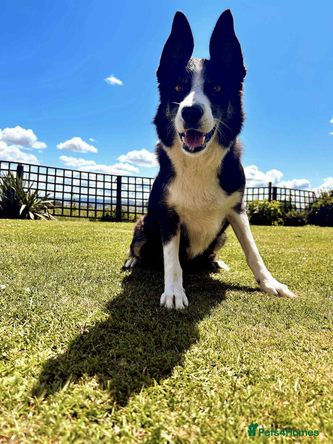 Border Collie dogs for sale: Border Collies  - Image 5