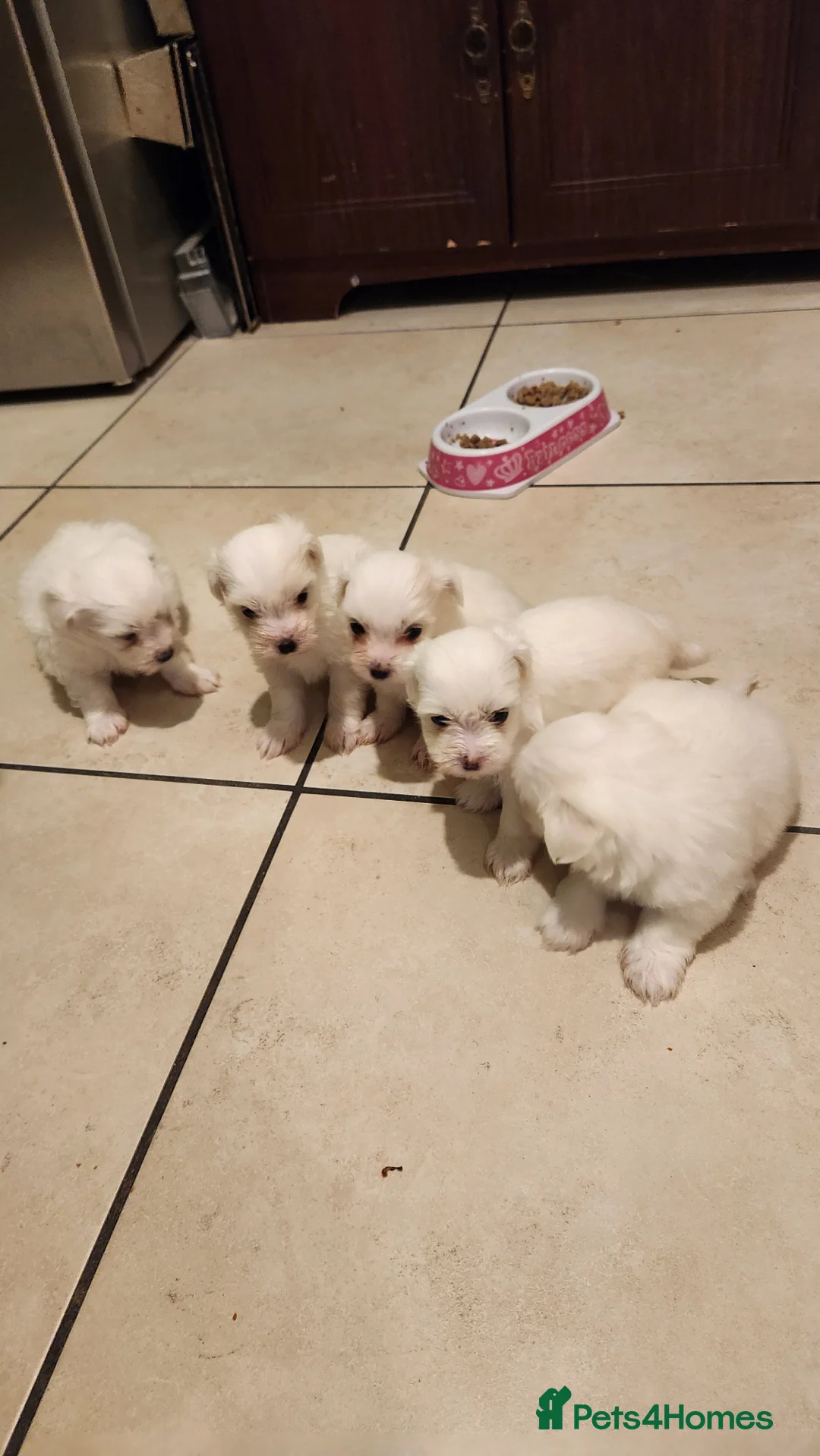 Mixed Breed dogs for sale: Maltichon - Advert 2