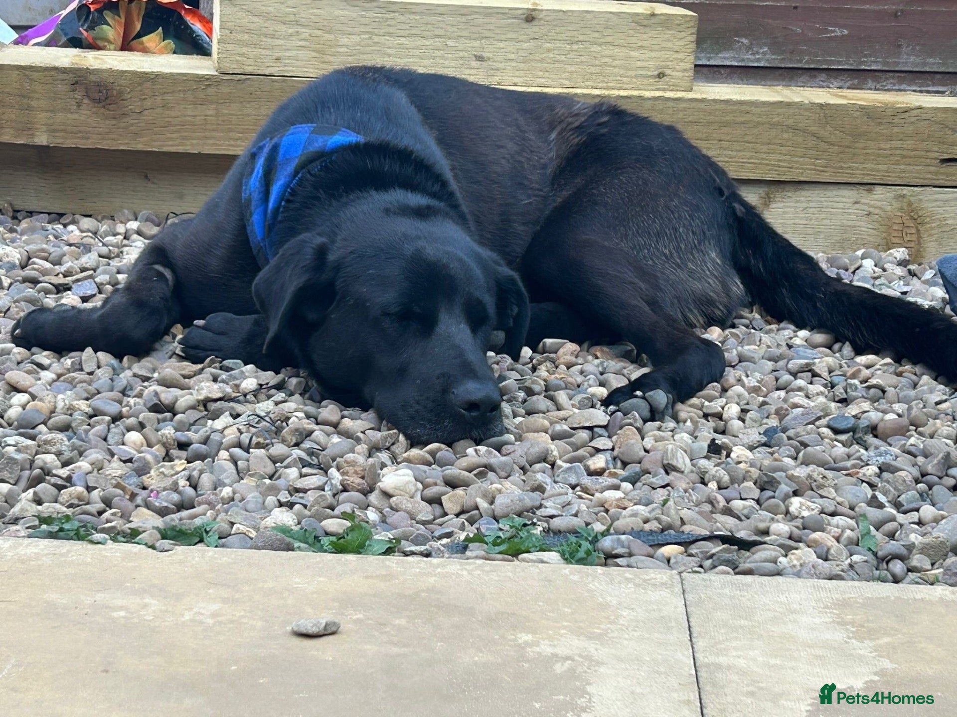 Mixed Breed dogs 🚨‼️URGENT‼️🚨 Rey 🐾 - Advert 5