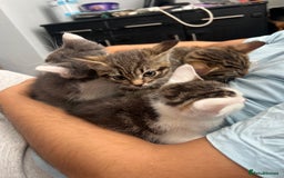Tibetan cats for sale: 4 female kittens ready for new homes - Image 1