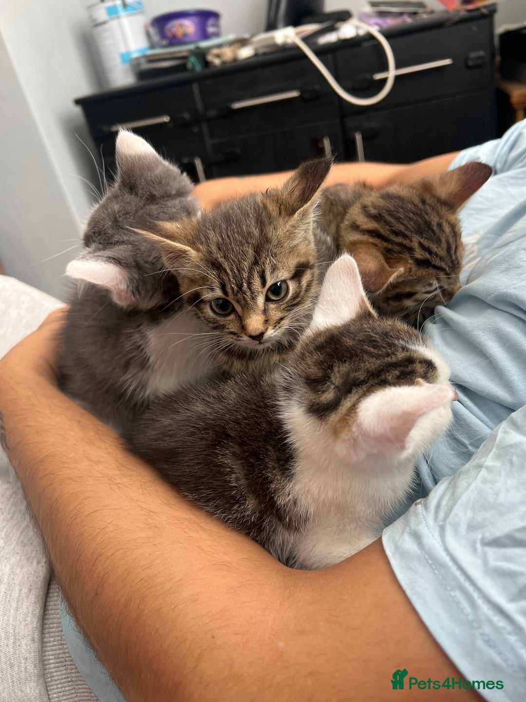 Tibetan cats for sale: 4 female kittens ready for new homes - Image 1