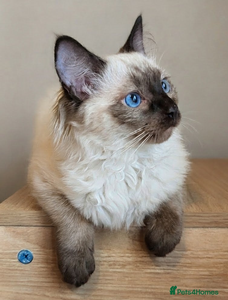 Ragdoll cats 🩵💖🩵READY FOR MY NEW HOME🥹🩵💖🩵  - Advert 2