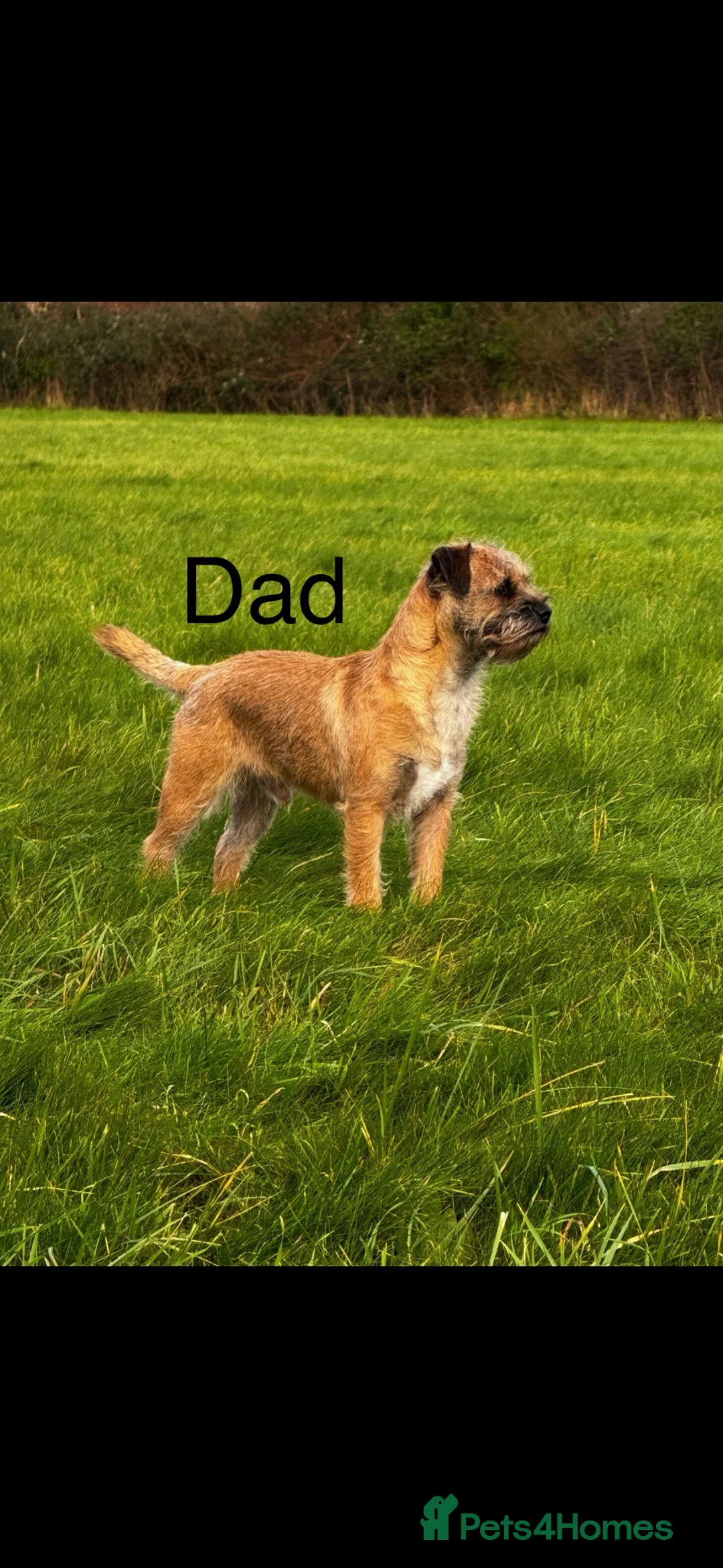 Border Terrier dogs for sale: Beautiful Border Terrier pups in Blandford Forum - Advert 11