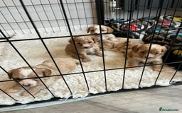 Cavapoo dogs for sale: Beautiful healthy cavapoo puppies - Image 5