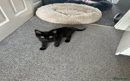 Mixed Breed cats for sale: Gorgeous Kittens for Sale - Image 4