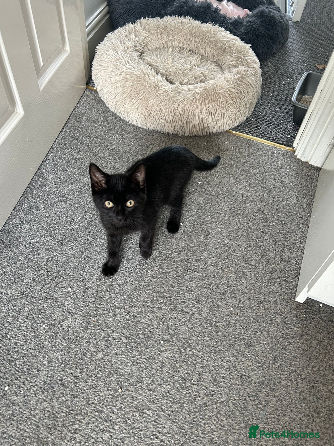 Mixed Breed cats for sale: Gorgeous Kittens for Sale - Image 4