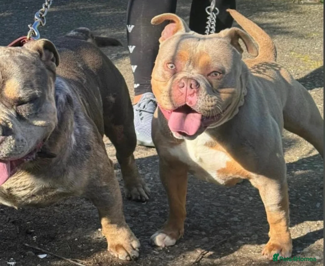 American Bully dogs for sale: Pocketbully male  - Advert 5
