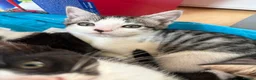 Domestic Shorthair cats for sale: READY TO GO‼️ 5 kittens! - Advert 18