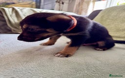 Mixed Breed dogs for sale: Sprollie x husky puppies  - Image 4
