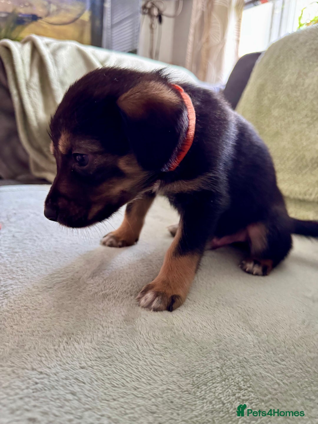 Mixed Breed dogs for sale: Sprollie x husky puppies  - Image 4