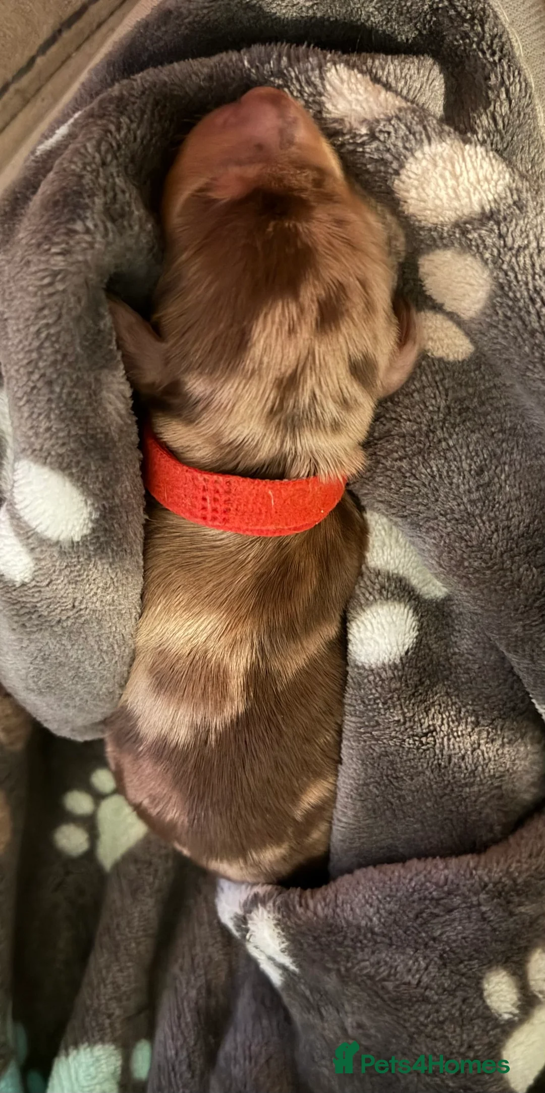 Miniature Dachshund dogs for sale: Miniature dachshund pups - Advert 5