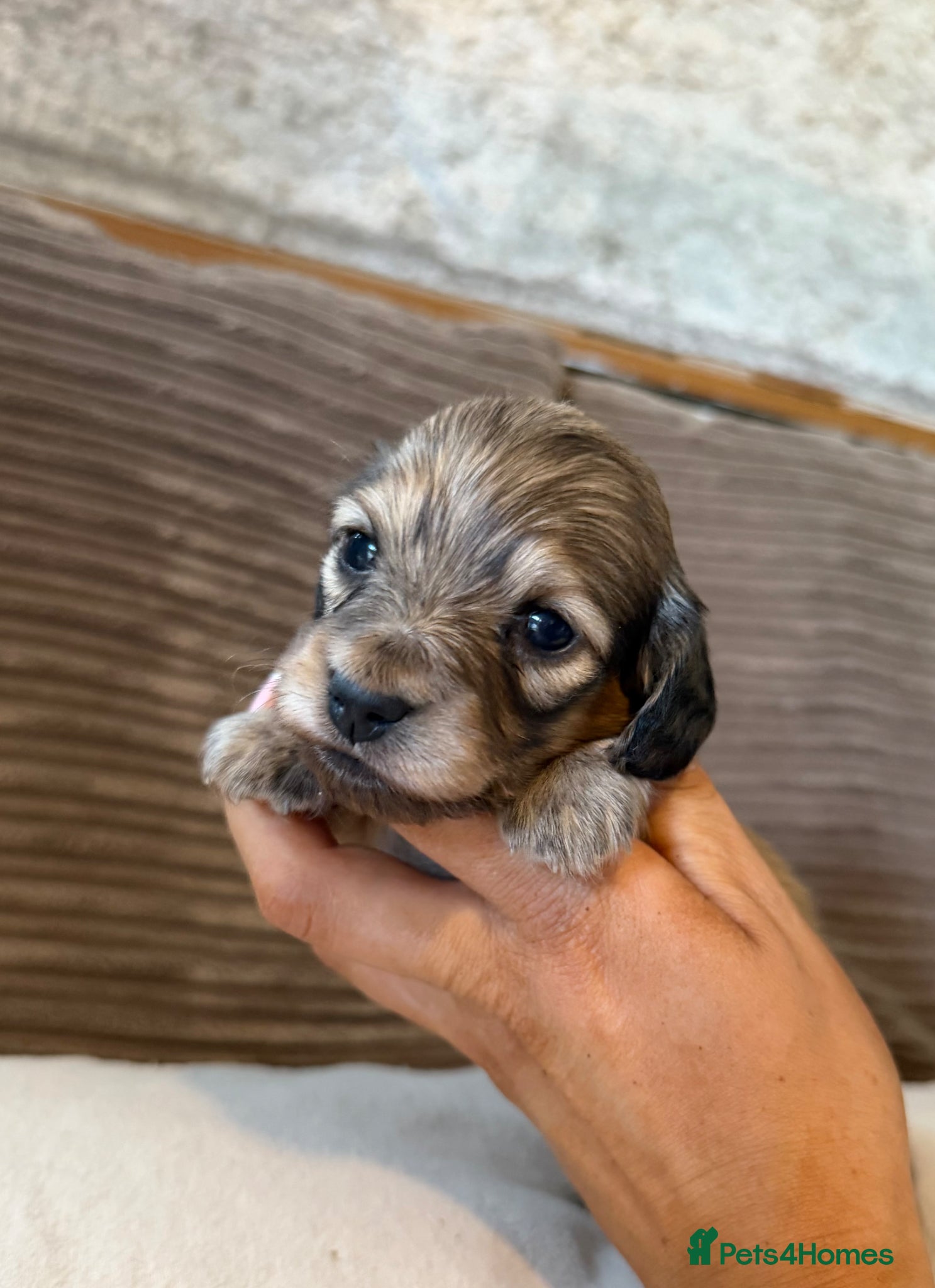 Miniature Dachshund dogs for sale: Miniature longhaired dachshunds  - Advert 7