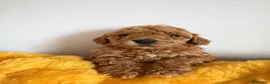 Maltipoo Puppy 2